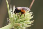  Ripiphorus subdipterus Bosc d'Antic, 1792