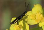  Cephidae Newman, 1834