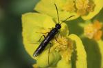  Cephidae Newman, 1834