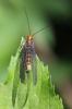 Nothochrysa capitata (Fabricius, 1793)