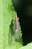  Nothochrysa capitata (Fabricius, 1793)