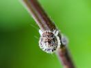 Cochenille australienne Icerya purchasi Maskell, 1879