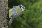 Mésange bleue Cyanistes caeruleus (Linnaeus, 1758)