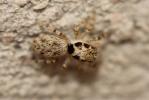  Salticus mutabilis Lucas, 1846