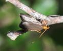  Eurodachtha pallicornella (Staudinger, 1859)