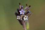 Myosotis douteux Myosotis discolor subsp. dubia (Arrond.) Blaise, 1972