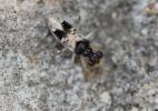  Leptopus hispanus Rambur, 1840