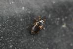  Hydroglyphus geminus (Fabricius, 1792)