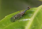  Raphidiidae 
