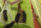 Mélitée du Plantain (La), Déesse à ceinturons (La) Melitaea cinxia (Linnaeus, 1758)