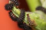 Mélitée du Plantain (La), Déesse à ceinturons (La) Melitaea cinxia (Linnaeus, 1758)