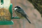 Mésange noire Periparus ater (Linnaeus, 1758)
