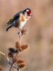 Chardonneret élégant Carduelis carduelis (Linnaeus, 1758)