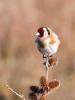 Chardonneret élégant Carduelis carduelis (Linnaeus, 1758)