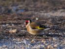Chardonneret élégant Carduelis carduelis (Linnaeus, 1758)