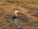 Grèbe huppé Podiceps cristatus (Linnaeus, 1758)