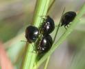 Punaise cuirasse Coptosoma scutellatum (Geoffroy, 1785)