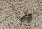  Dolichomitus imperator (Kriechbaumer, 1854)