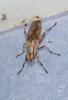  Salticella fasciata (Meigen, 1830)