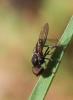  Pipunculidae Walker, 1834