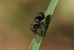  Pipunculidae Walker, 1834