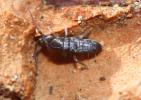 Tomocerus minor (Lubbock, 1862)