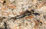 Sympétrum vulgaire (Le) Sympetrum vulgatum (Linnaeus, 1758)