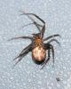 Stéatode domestique Steatoda grossa (C.L. Koch, 1838)
