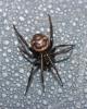Stéatode domestique Steatoda grossa (C.L. Koch, 1838)