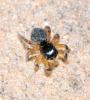  Salticidae Blackwall, 1841