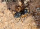  Salticidae Blackwall, 1841