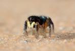  Salticidae Blackwall, 1841