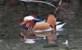 Canard mandarin Aix galericulata (Linnaeus, 1758)