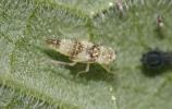 Eupteryx melissae Curtis, 1837