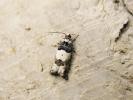  Gypsonoma sociana (Haworth, 1811)