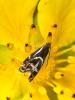  Millieria dolosalis (Heydenreich, 1851)