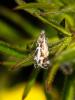  Millieria dolosalis (Heydenreich, 1851)