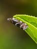  Millieria dolosalis (Heydenreich, 1851)