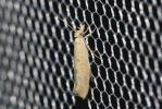  Ypsolopha alpella (Denis & Schiffermüller, 1775)