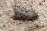 Cnephasia cupressivorana (Staudinger, 1871)