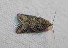  Cnephasia cupressivorana (Staudinger, 1871)