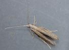  Coleophora motacillella Zeller, 1849