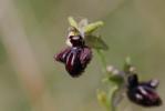 Ophrys de petite taille, Ophrys noirâtre Ophrys incubacea Bianca, 1842