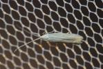  Coleophora nutantella Mühlig & Frey, 1857