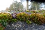  Orthotrichum Hedw., 1801