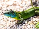 Lézard vert Lacerta bilineata Daudin, 1802