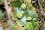  Lunularia cruciata (L.) Dumort. ex Lindb., 1868