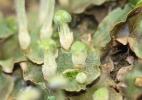  Lunularia cruciata (L.) Dumort. ex Lindb., 1868