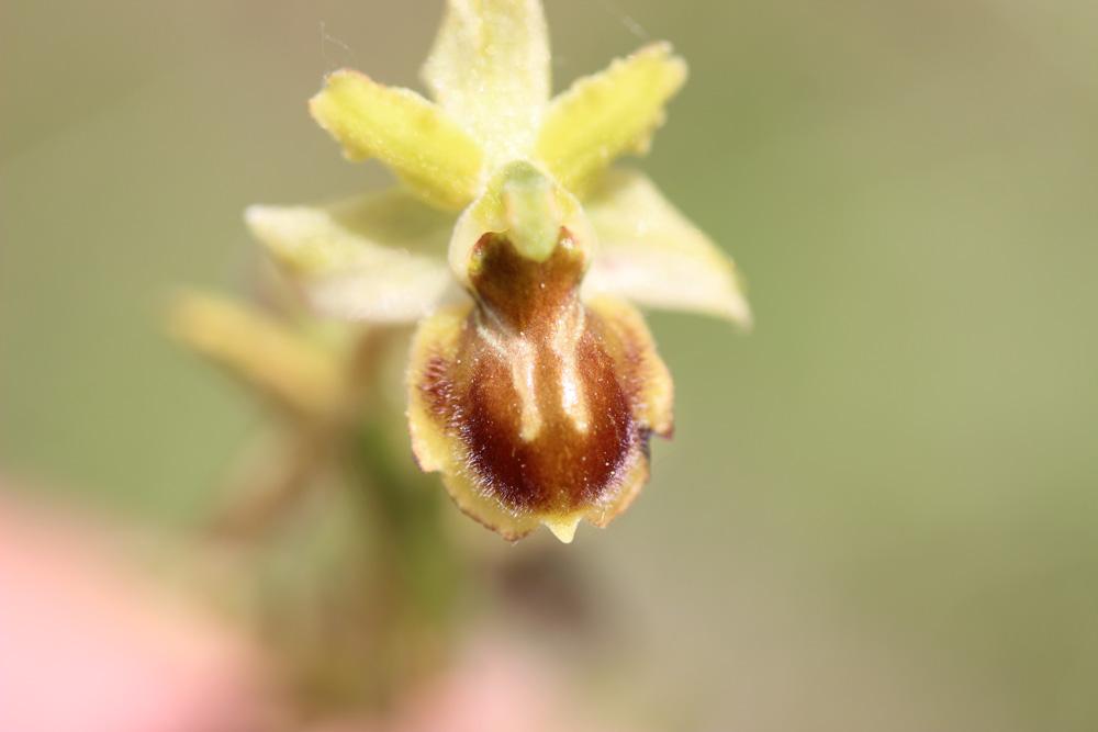 Ophrys araignée, Oiseau-coquet Ophrys aranifera Huds., 1778