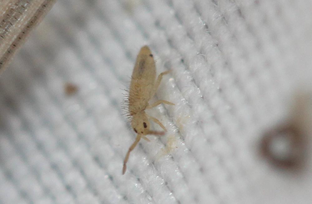 Le  sp. Entomobrya Rondani, 1861 sp.